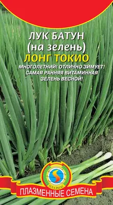 Зеленый лук: польза и вред для здоровья мужчин, женщин, детей