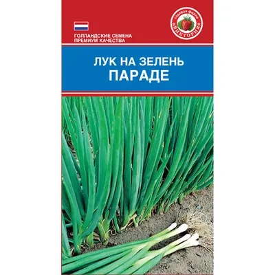 Посадка лука под зиму: сорта с описанием, благоприятные дни 2023