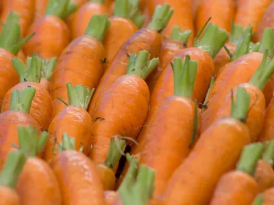 Какие сорта моркови подходят для посадки под зиму | Морковь, Овощные  грядки, Корнеплоды