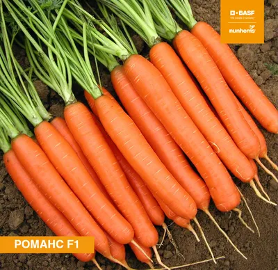 Сорта моркови для вашего региона: полный список | Чудогрядка.рф | Дзен