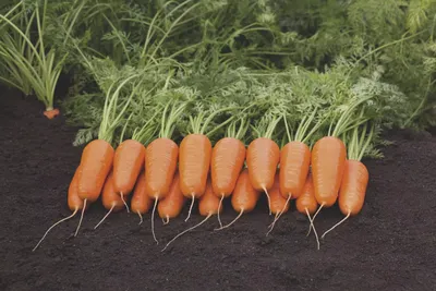 Топ-12 сортов моркови – Своё Фермерство