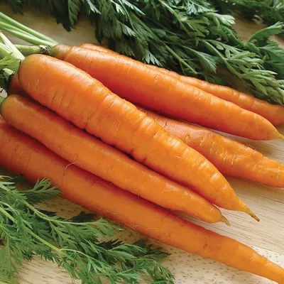 Сорта моркови с фото фото