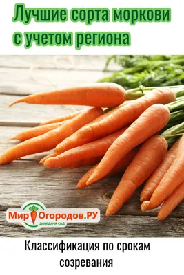 Семена моркови Скарла купить в Украине | Веснодар