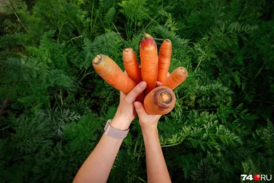 Лучшие сорта Моркови для тяжелых и глинистых почв | Домик окнами в сад |  Дзен