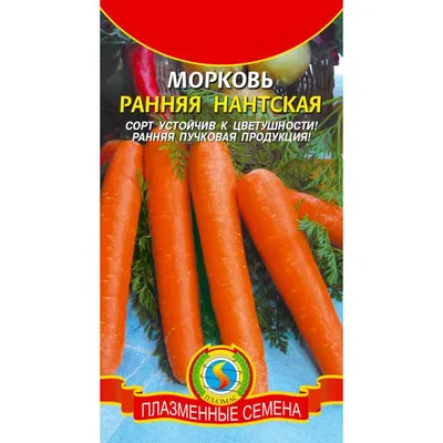 Когда сажать морковь и свеклу весной в открытый грунт: сорта моркови и  свеклы для открытого грунта - 29 апреля 2023 - 161.ru