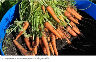 Эти сорта моркови - лучшие для посадки под зиму