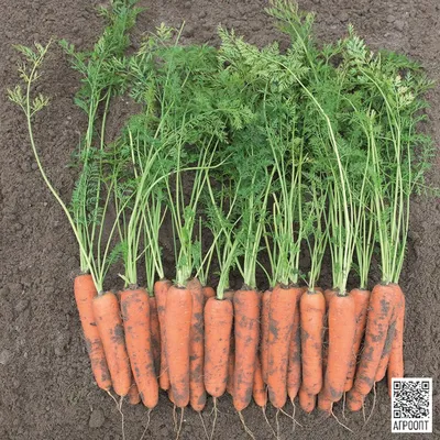 Купить семена моркови Ромоса на дачу почтой | оптом и в розницу