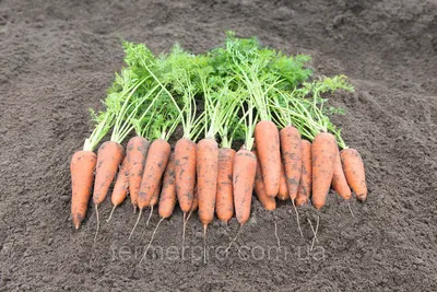 Семена моркови Монанта, 1 г, Rijk Zwaan, Нидерланды. ➤ купити в магазині  Zelena Ferma за 9.00 грн.