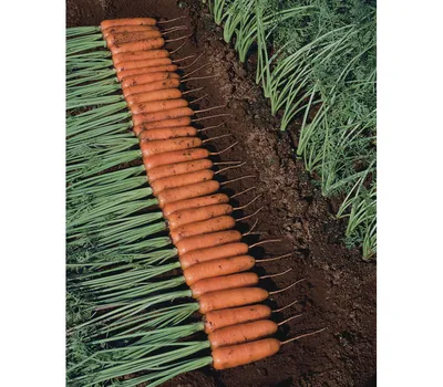 Морковь Ромоса (Bejo) - купить семена из Голландии оптом - АГРООПТ