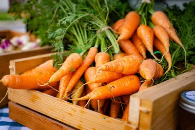 Семена моркови Канада F1, 5 г, Bejo, Голландия, Професійне насіння арт.  58095 – купить за 420 грн. в интернет-магазине Лето 🌿