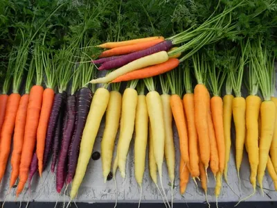 10 СОРТОВ МОРКОВИ выбираю лучшие! Как я выращиваю морковь от посева до  сбора урожая - YouTube