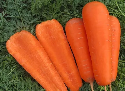5 сортов моркови для посева под зиму: начнет спеть пучками на грядке уже  весной