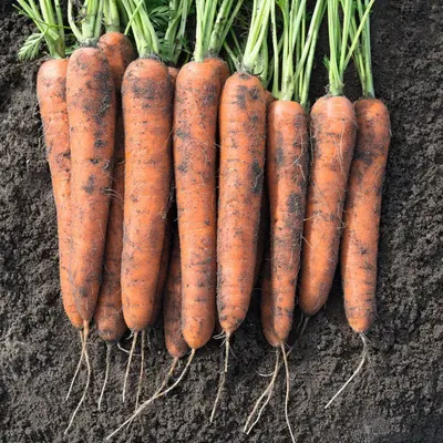 Купить Вита Лонга морковь 2 гр. Семена Украины | Цена, фото и описание семян