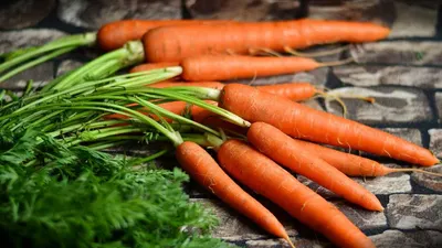 Лучшие сорта моркови для возделывания в дачных условиях