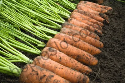 Названы самые сладкие сорта моркови для открытого грунта