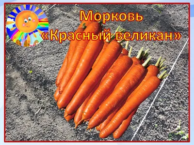 Семена моркови стоковое изображение. изображение насчитывающей взорвать -  68990873