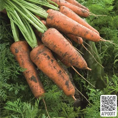 Лучшие сорта моркови: ранние, для хранения на зиму, подзимние