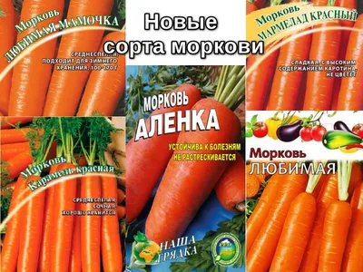 Самые сладкие сорта моркови - полезные статьи о садоводстве от Agro-Market24