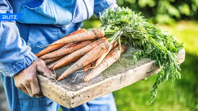Лучший сорт моркови для выращивания на участке.Красный великан: описание  сорта и неожиданные результаты по урожайности | Ласковое солнышко -  семейные будни | Дзен