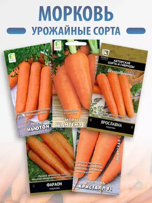 Посадка моркови под зиму