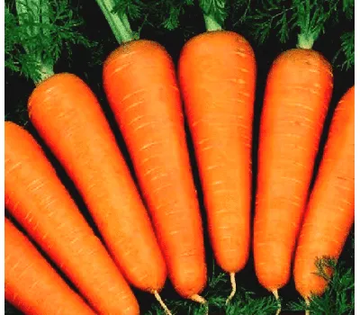 Купить семена моркови Яскрава, Украина|интернет-магазин ogurki.com
