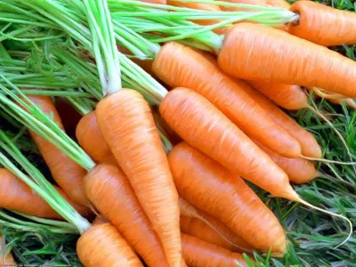 Новые сорта моркови взамен Нантской: с сочными и сладкими корнеплодами |  Огородная фанатка | Дзен