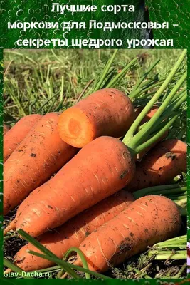 Какие сорта моркови оказались лучшими для выращивания
