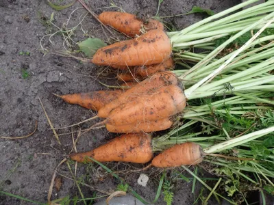 Семена моркови Царица полей, 20 г | Семена моркови