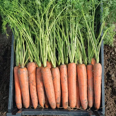 Семена моркови купить