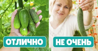 Семена огурцов \"Кустовой\" для открытого грунта, раннеспелые купить по цене  49 ₽ в интернет-магазине KazanExpress