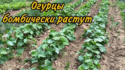 Сорта и гибриды огурца для теплицы и для открытого грунта - Agro Portal