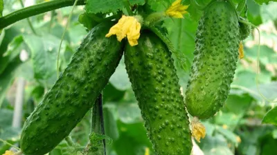 Сорта огурцов для промышленного выращивания - Сад 6 соток