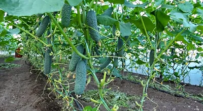 Семена огурцов овощи для огорода (10 пакетиков) | AliExpress