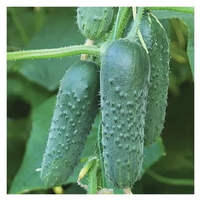 Самые урожайные сорта огурцов для теплицы - полезные статьи о садоводстве  от Agro-Market24