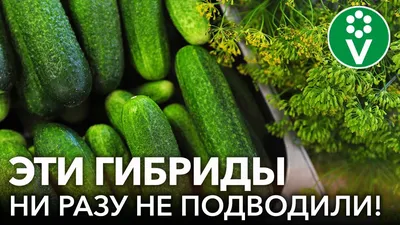Успейте купить в январе: эти урожайные сорта огурцов дачники сметают с  полок прямо сейчас — сочные и хрустящие - новости Хибины.ru