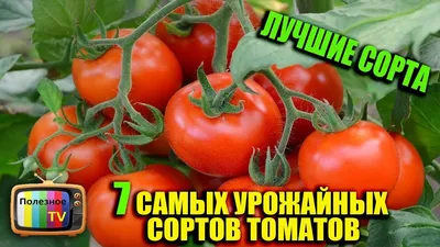 САМЫЕ УРОЖАЙНЫЕ СОРТА ТОМАТОВ (ЛУЧШИЕ СОРТА ТОМАТОВ) - YouTube