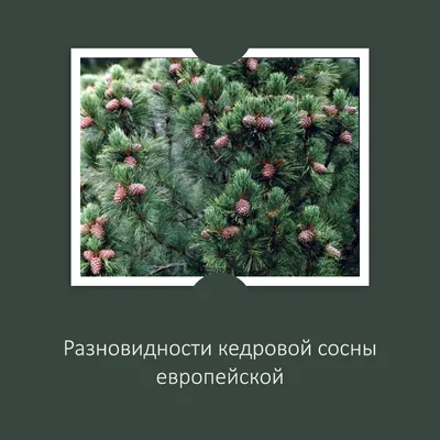 Новости питомника: Более 15 сортов сосны поступили в продажу в малых  модификациях