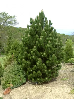 Сосна Pinus, Сосна Банкса, Сосна Веймутова, Сосна европейская, Сосна  корейская, Сосна остистая, Сосна румелийская, Сосна сибирская, Сосна  скрученная