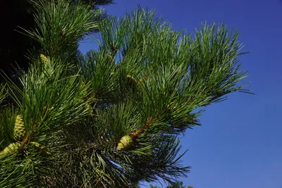 Какая бывает сосна для сруба 🌲 и из чего строят в Петербурге | Блог по  делу компании УтКи