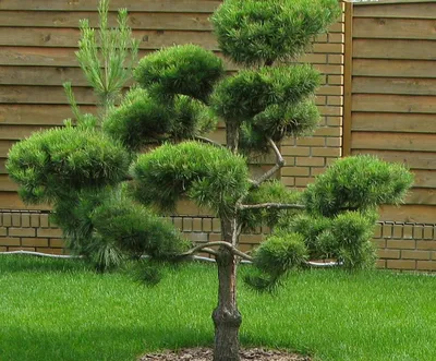 sadovyitsentrpolisad - 🌱Сосна кедровая Glauca Один из лучших и наиболее  распространенных сортов сосны кедровой с красивой конусовидной кроной. 🌱 В  возрасте 10 лет достигает 1,5-2 м. Высота взрослого растения до 8 м