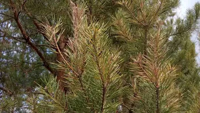 Сосна гималайская (Pinus wallichiana) — НКО \"NORD-NUC\"