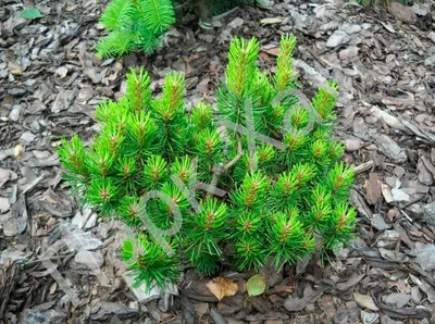 Сосна черная (Австрийская) (Pinus Nigra) - Питомник и Садовый центр Русские  Деревья