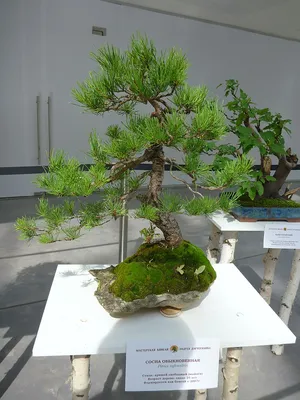 Сосна Бонсай. Pinus Parviflora. Бонсай.: продажа, цена в Николаеве. Сад,  общее от \"Екзотичнi квiти, дерева та чагарники\" - 1749182042