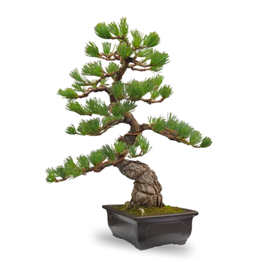Бонсай Японська сосна Bonsai Pinus thunbergii, висота 25 - 35см, об`єм  горщику 0,75л – отзывы покупателей | ROZETKA