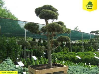 Сосна Бонсай в стиле Шакан (Shakan). Bonsai pine tree in Shakan style. -  YouTube