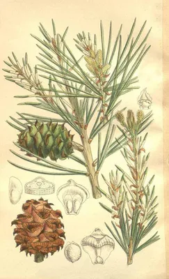 Сосна Бунге (Pinus Bungeana) / Статьи / Древесные породы мира