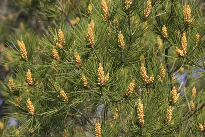 Сосна Бунге (Pinus bungeana) - PictureThis