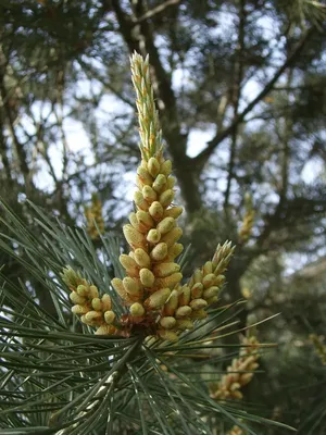 Семена Сосна Бунге (Pinus bungeana), 10 штук | AliExpress