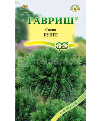 Семена Сосна Бунге 3 шт. купить в Минске, цена в интернет-магазине