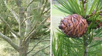 Bunge pine fresh seeds. Pinus bungeana. Oreshka. Rare seeds from around the  world.